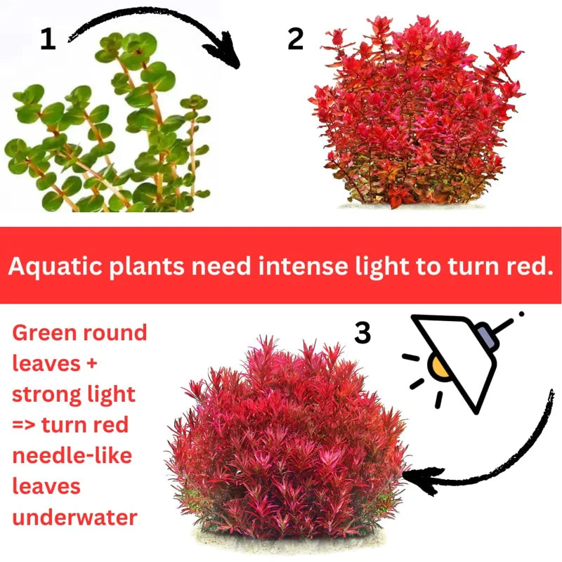 Live Green Aquarium Plants Mix - 7 Species Freshwater Fish Tank Decor