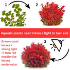 Rotala Aquarium Plants Mix - 7 Live Freshwater Species - Stem Plants