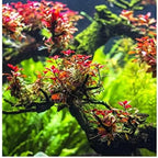 Live Aquarium Plants Mix - 7 Species Freshwater Fish Tank Ludwigia Stems