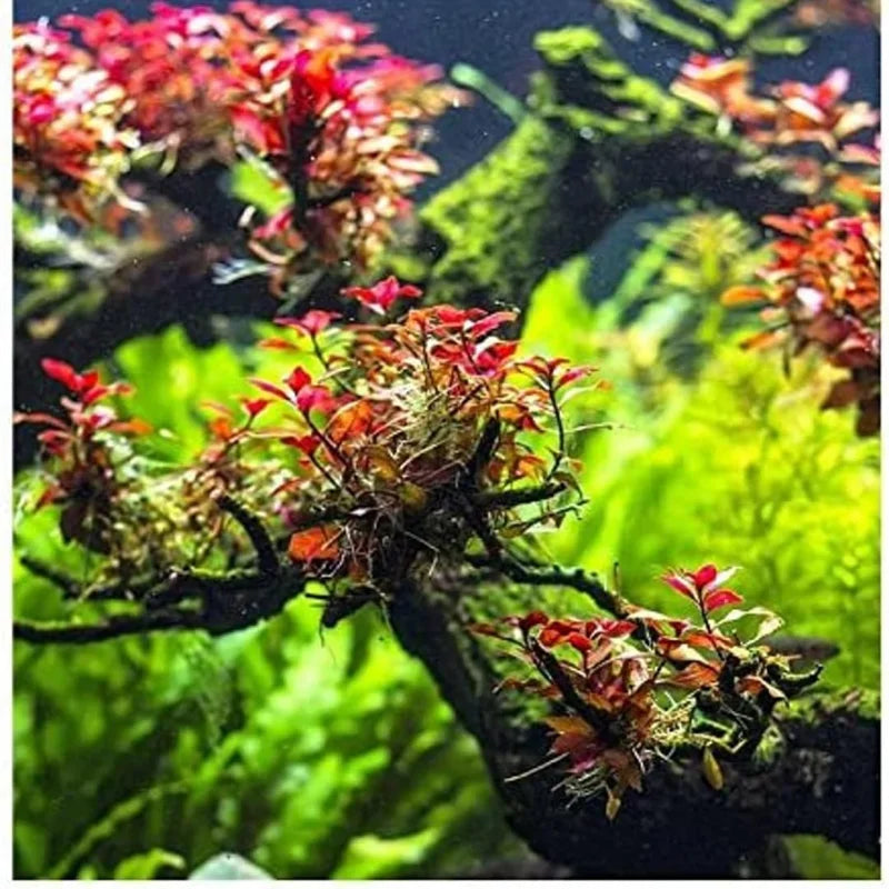 Live Aquarium Plants Mix - 7 Species Freshwater Fish Tank Ludwigia Stems