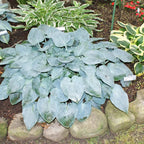 Elegant Blue-Green Hosta Plant in Quart Pot - Live Hosta Plant for Shady Garden Borders and Containers