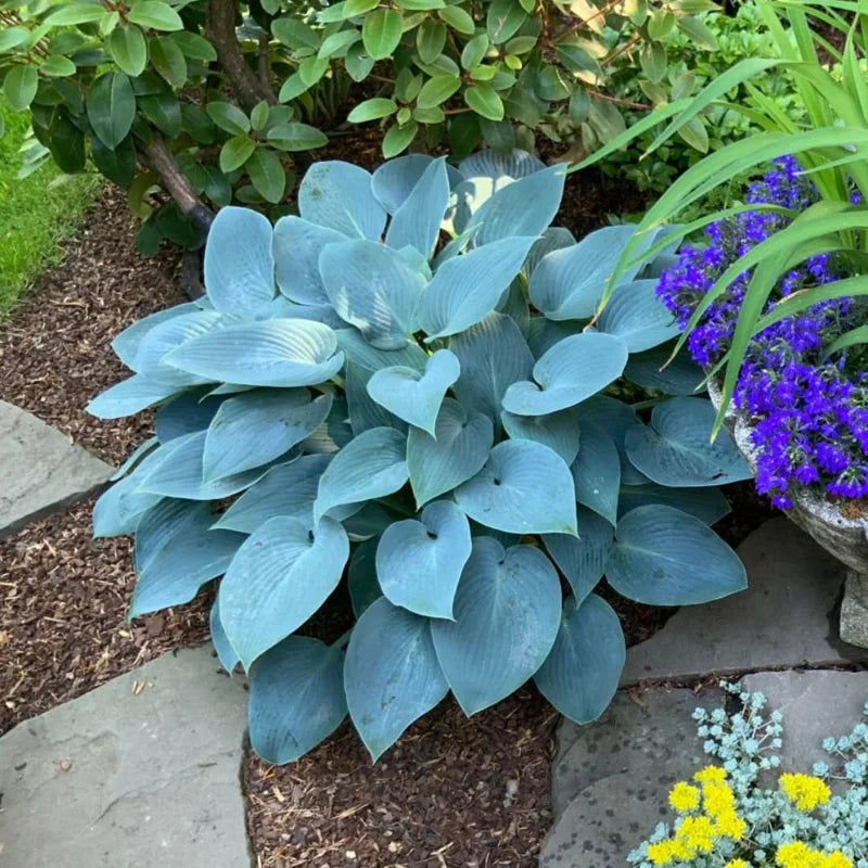 Elegant Blue-Green Hosta Plant in Quart Pot - Live Hosta Plant for Shady Garden Borders and Containers