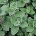 Catnip Plants Set of 3 - Indoor Outdoor Growing - 4-6 Inches Tall Starter Plants