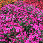 Live Chrysanthemum Flower Plants Well Rooted, 2 Purple Chrysanthemum Plants Live