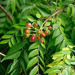 Live Curry Leaf Tree – 8-12 Inch Murraya Koenigii Sweet Neem Bush in 4-Inch Pot, Excellent for Home Herb Gardens, Fresh Leaves Cultivation
