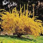 Forsythia Bush Live Plant - Lynwood Gold Variety with Yellow Blooms, Ornamental Shrubs for Outdoor Garden