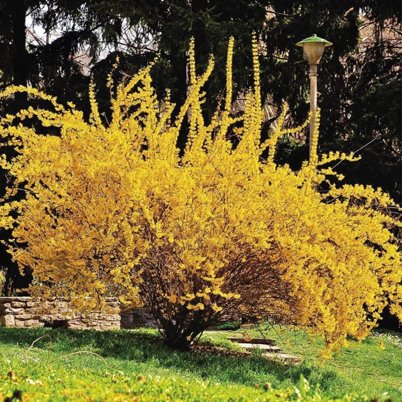 Forsythia Bush Live Plant - Lynwood Gold Variety with Yellow Blooms, Ornamental Shrubs for Outdoor Garden