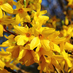 Live Forsythia Shrubs - 5 Lynwood Gold Forsythia Bushes Bareroots, 12-18 Inch Tall with Yellow Blooms for Outdoor Gardens