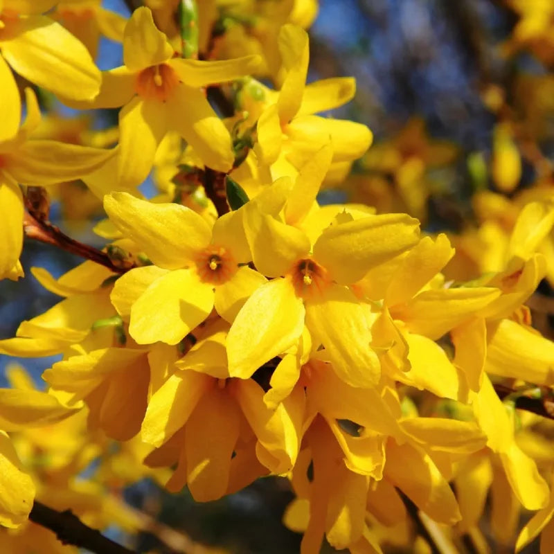 Live Forsythia Shrubs - 5 Lynwood Gold Forsythia Bushes Bareroots, 12-18 Inch Tall with Yellow Blooms for Outdoor Gardens