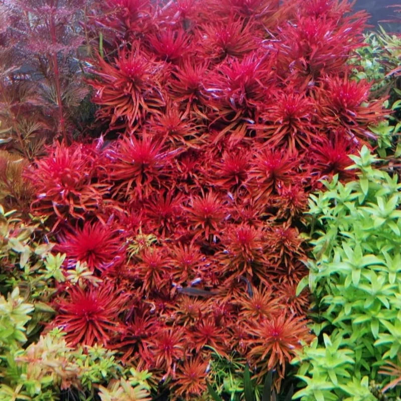 7 Rotala Walichii Live Aquarium Plants - Freshwater Fish Tank Whorly Rotala