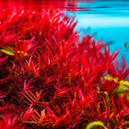 Live Freshwater Aquarium Plants - Mixed Red Stems for Fish Tank