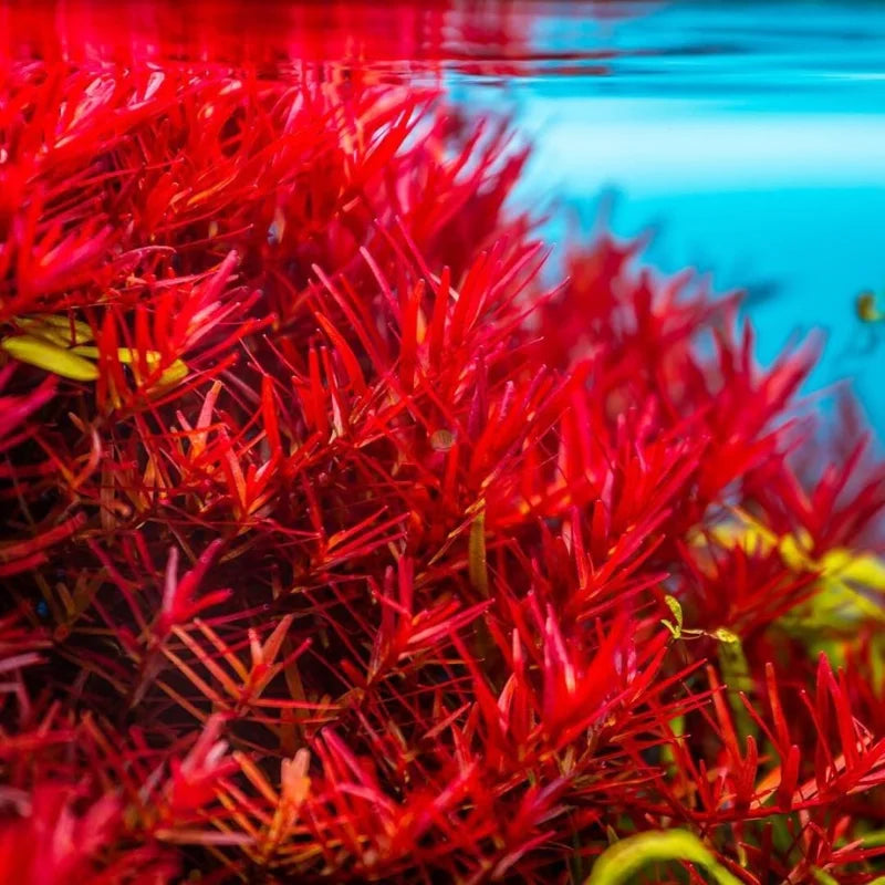 Live Freshwater Aquarium Plants - Mixed Red Stems for Fish Tank