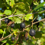 Live Gooseberry Plant - 5-9 Inch Well Rooted - Sweet Gooseberry Bush Live for Gardens - Choose Your Varieties