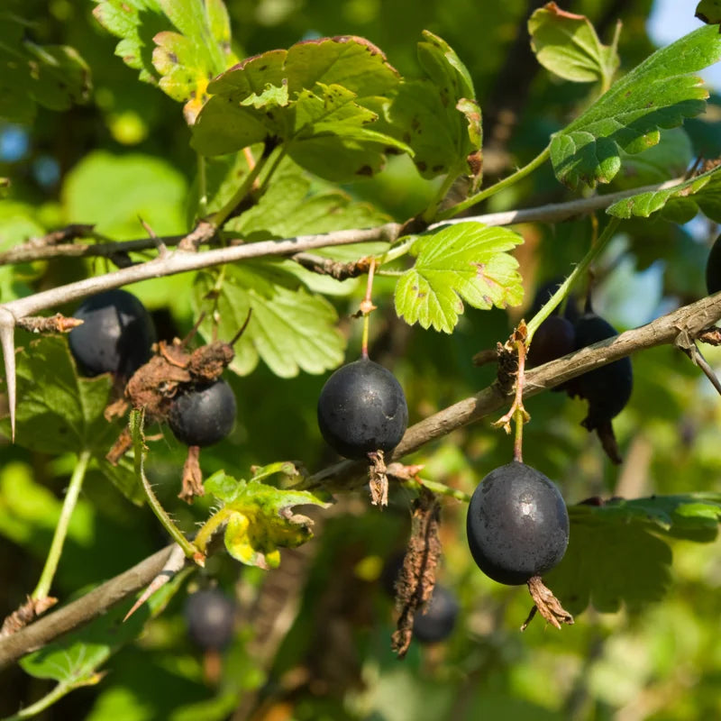 Live Gooseberry Plant - 5-9 Inch Well Rooted - Sweet Gooseberry Bush Live for Gardens - Choose Your Varieties