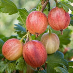 Live Gooseberry Plant - 5-9 Inch Well Rooted - Sweet Gooseberry Bush Live for Gardens - Choose Your Varieties