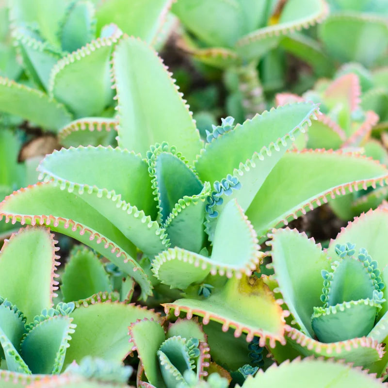 Live Kalanchoe Mother of Thousands Plant - Succulent Kalanchoe in Pot - Perfect for Indoor House Plant