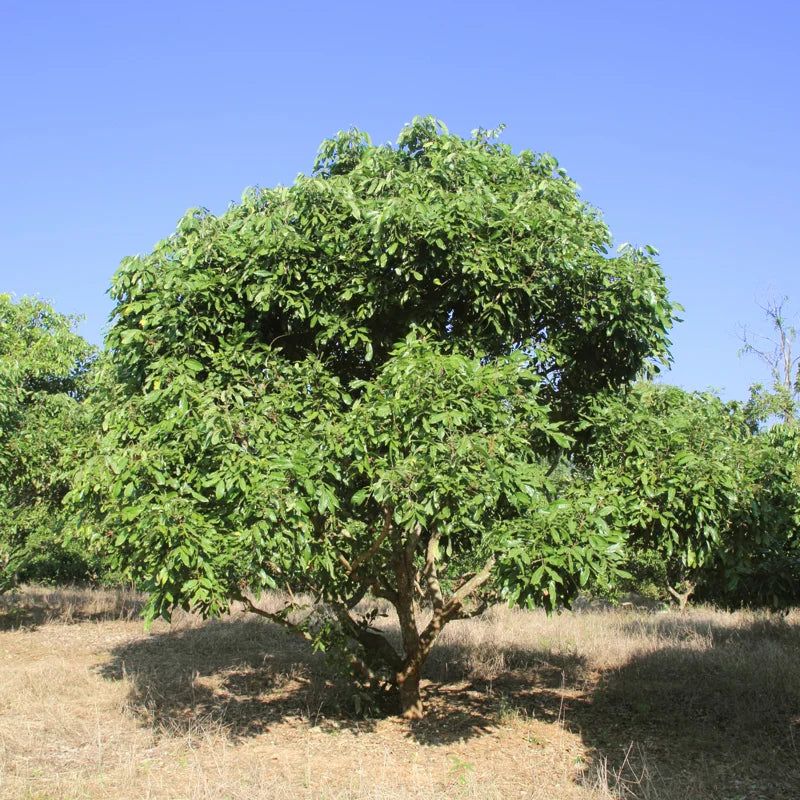 Live Longan Fruit Tree - 8-14 Inch Tall in 6-Inch Pot - Tropical Longan Plant for Home Gardens
