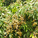 Live Longan Tree Plant – 5 to 9 Inches Tall Sweet Longan Fruit Tree for Gardening Outdoors