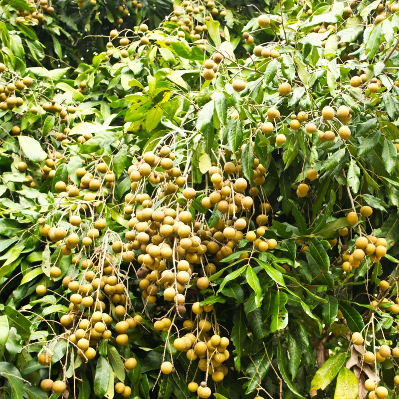 Live Longan Tree Plant – 5 to 9 Inches Tall Sweet Longan Fruit Tree for Gardening Outdoors