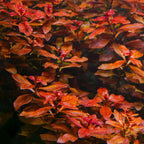 Ludwigia Aquarium Plants Live - 5-7 Stems - Freshwater Aquatic Plants - Green to Red