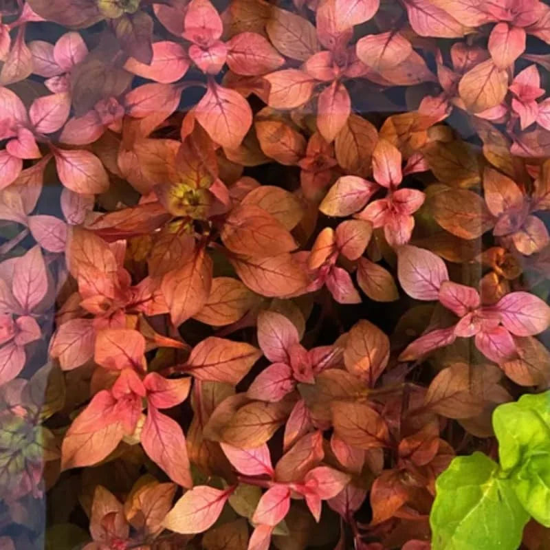 Live Ludwigia Aquarium Plants - 5-7 Stems - Freshwater Tank Decor
