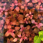 Live Ludwigia Aquarium Plants - 5-7 Stems - Freshwater Tank Decor
