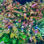 Ludwigia Aquarium Plants Live - 5-7 Stems - Freshwater Aquatic Plants - Green to Red