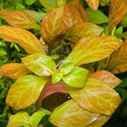 Ludwigia Live Aquarium Plants - Round Leaf Aquatic Stems for Freshwater Tanks