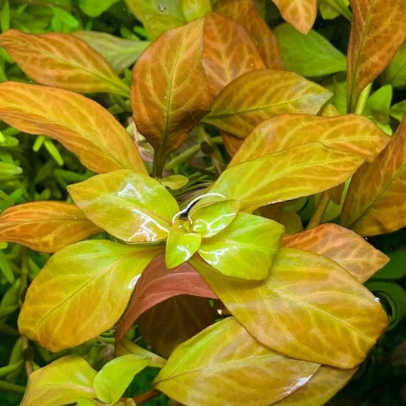 Ludwigia Live Aquarium Plants - Round Leaf Aquatic Stems for Freshwater Tanks