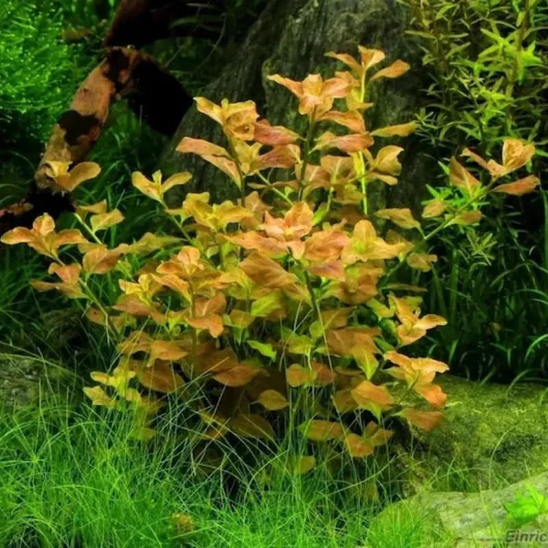 Ludwigia Live Aquarium Plants - Round Leaf Aquatic Stems for Freshwater Tanks