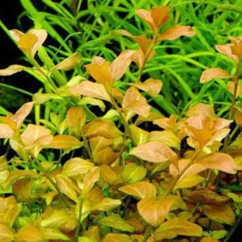 Live Ludwigia Aquarium Plants - Round Leaf Aquatic Plants for Freshwater Aquariums