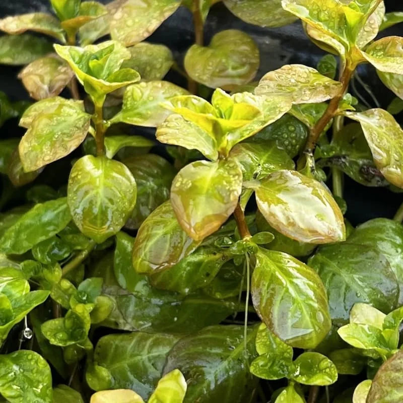 Ludwigia Live Aquarium Plants - Round Leaf Aquatic Stems for Freshwater Tanks