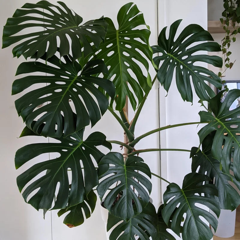 Live Monstera Plant, 5 To 8 Inches Tall Bareroot House Plant, Live House Plant, Indoor Plant