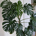 Live Monstera Plant, 5 To 8 Inches Tall Bareroot House Plant, Live House Plant, Indoor Plant