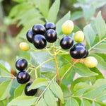 Curry Leaf Plant Live – 8-12 Inch Murraya Koenigii Sweet Neem Tree in 4-Inch Pot, Perfect for Fresh Curry Leaves and Culinary Uses