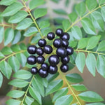 Murraya Koenigii Curry Leaf Plant Live – Sweet Neem Tree 8-12 Inch Tall in 4-Inch Pot for Gardening and Herb Growing