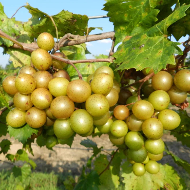 Live Muscadine Grape Vine, 8-12 Inch Tall, Perfect Grape Plant for Growing Fresh Muscadine Grapes, Hardy Grape Vine for Outdoor Gardens