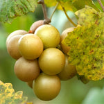 Muscadine Grape Vine Plant Live, 8-12 Inch Tall, Grape Vine for Fruit Growing, Hardy Muscadine Grape for Home and Garden Planting