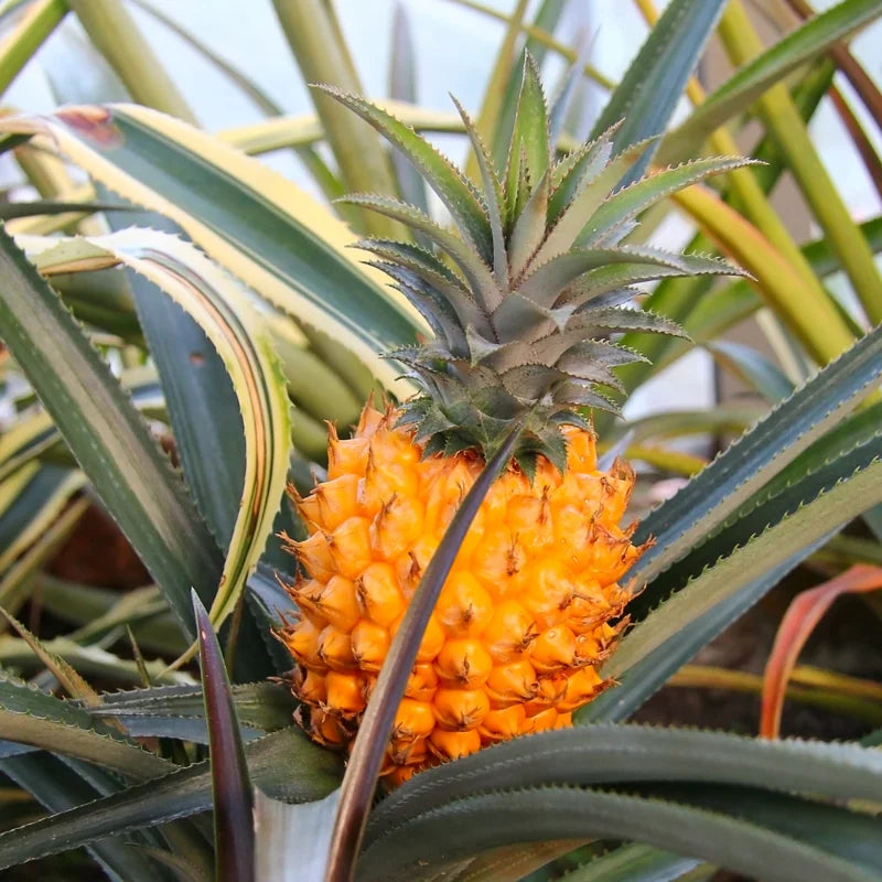 Live Pineapple Plants 2-Pack | Sweet Yellow Fruit Trees 5-7 Inches
