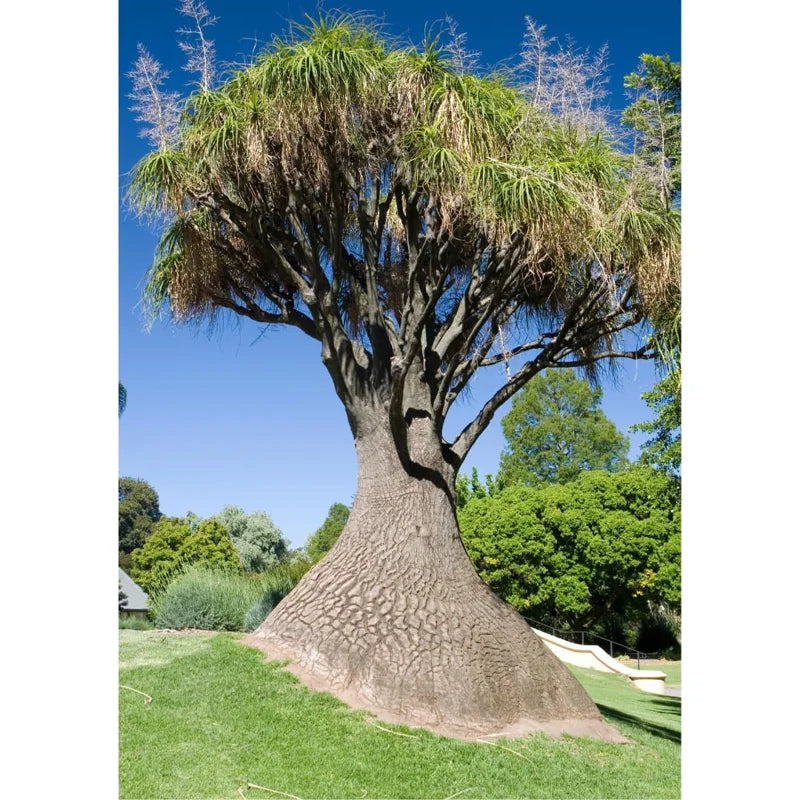 Live Ponytail Palm Plants Bonsai, 12 to 16 Inc Tall in 4 Inc Tall Potted, Houseplant Beaucarnea Recurvata, Easy to Grow Live Palm Indoor Outdoor Gardening