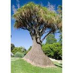 Live Ponytail Palm Plants Bonsai, 12 to 16 Inc Tall in 4 Inc Tall Potted, Houseplant Beaucarnea Recurvata, Easy to Grow Live Palm Indoor Outdoor Gardening