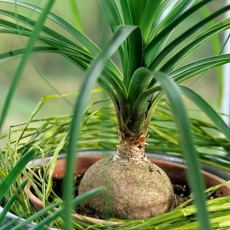 Live Ponytail Palm Plants Bonsai, 12 to 16 Inc Tall in 4 Inc Tall Potted, Houseplant Beaucarnea Recurvata, Easy to Grow Live Palm Indoor Outdoor Gardening
