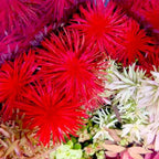 7 Rotala Walichii Live Aquarium Plants - Freshwater Fish Tank Whorly Rotala