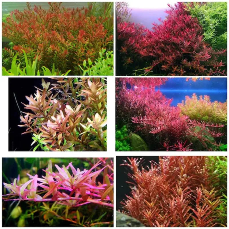 Live Red Aquarium Plants - 7 Species Mixed Stems Freshwater Fish Tank