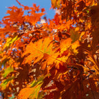 Red Oak Tree Live Plant - 18-24'' Bare Root Seedling for Gardening
