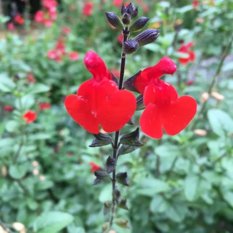 4 Red Sage Salvia Plants Live in Pot, Sage Flowersing Plants, Hardy Perennial Sage Bushes Shrubs Live Plant with Bright Red Blooms - 2 Plants Per Pot
