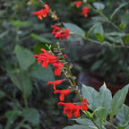 4 Red Sage Salvia Plants Live in Pot, Sage Flowersing Plants, Hardy Perennial Sage Bushes Shrubs Live Plant with Bright Red Blooms - 2 Plants Per Pot