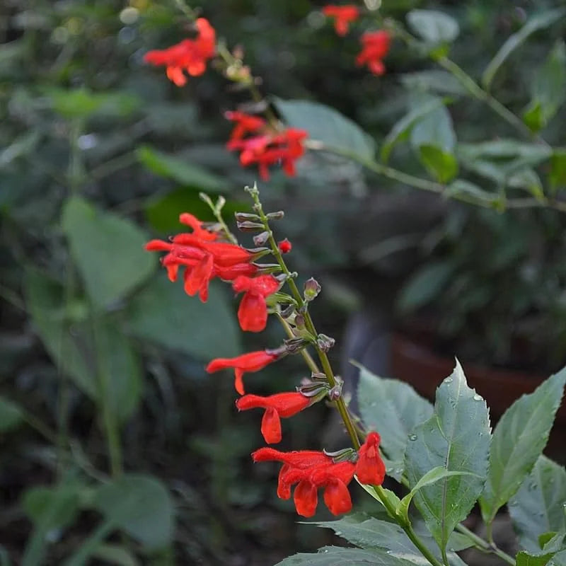 4 Red Sage Salvia Plants Live in Pot, Sage Flowersing Plants, Hardy Perennial Sage Bushes Shrubs Live Plant with Bright Red Blooms - 2 Plants Per Pot