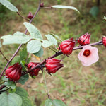 Live Roselle Hibiscus Plant, Hibiscus Sabdariffa, 6-12 Inch Tall, Fresh Jamaican Sorrel Hibiscus Flowers, In 4-Inch Pot for Your Garden