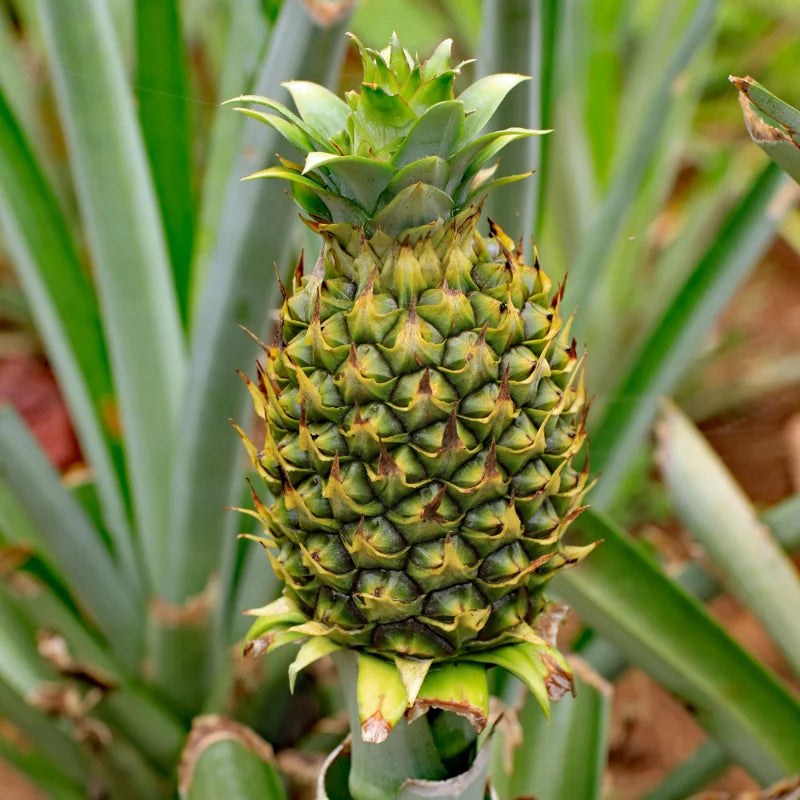 Live Sugarloaf Pineapple Plants Bareroot 4-6 Inch Fruit Tree